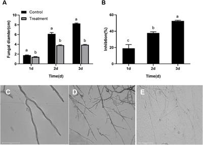 Endophytic Bacterium Serratia plymuthica From Chinese Leek Suppressed Apple Ring Rot on Postharvest Apple Fruit